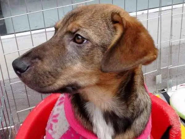 Cachorro ra a SRD idade 2 a 6 meses nome Sol