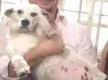Cachorro raça Nao sei idade 5 anos nome Alvin