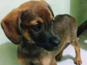 Cachorro raça Vira lata idade 2 a 6 meses nome Molly