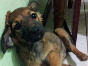Cachorro raça vira lata idade 2 a 6 meses nome Pelúcia2