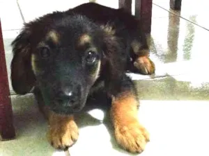 Cachorro raça Vira lata idade 2 a 6 meses nome Pelúcia