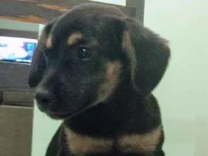 Cachorro raça Vira lata idade 2 a 6 meses nome Fofa