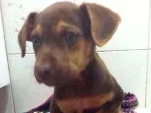 Cachorro raça Indefinida idade 2 a 6 meses nome Filhotinha