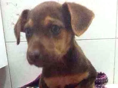 Cachorro ra a Indefinida idade 2 a 6 meses nome Filhotinha