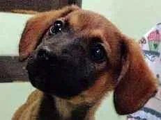 Cachorro raça Vira lata idade 2 a 6 meses nome Alfa