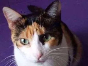 Gato raça SRD idade 7 a 11 meses nome Gaya