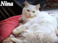 Nina