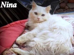 Gato raça Srd idade 6 ou mais anos nome Nina