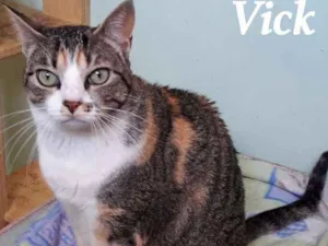 Gato raça SRD idade 2 anos nome Vick