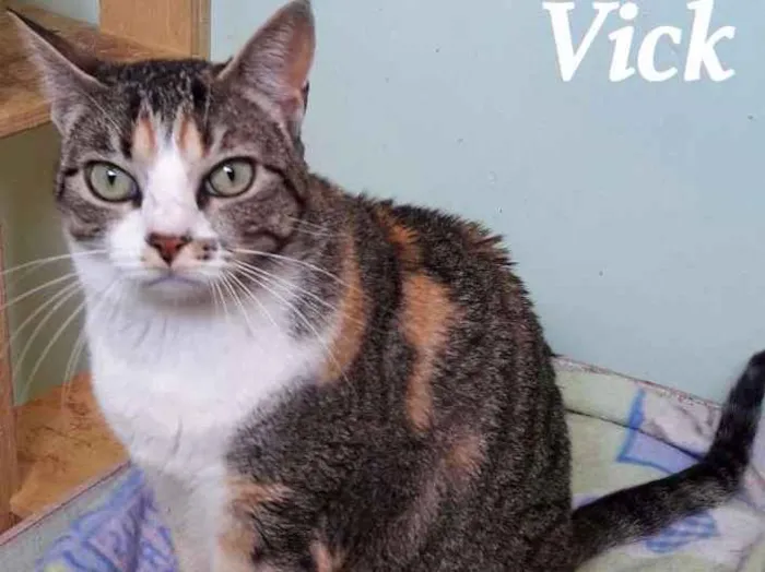 Gato ra a SRD idade 2 anos nome Vick
