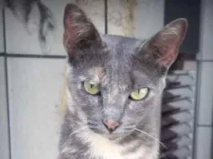 Gato raça SRD idade 2 anos nome Penélope