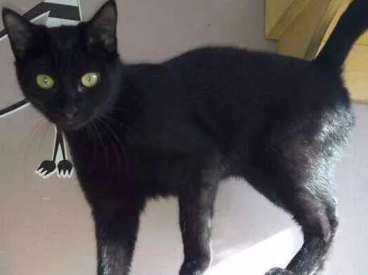 Gato ra a SRD idade 2 a 6 meses nome Jimmy