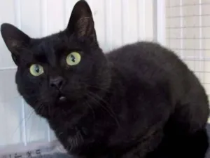 Gato raça SRD idade 3 anos nome Ken