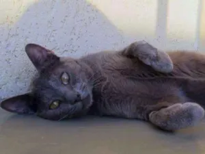 Gato raça SRD idade 7 a 11 meses nome Bob