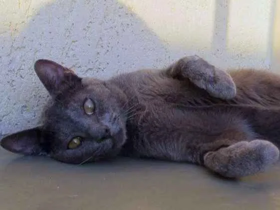 Gato ra a SRD idade 7 a 11 meses nome Bob