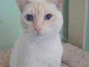 Gato raça SRD idade 1 ano nome Léo