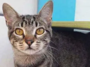 Gato raça SRD idade 7 a 11 meses nome Tarsila