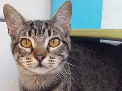 Gato ra a SRD idade 7 a 11 meses nome Tarsila