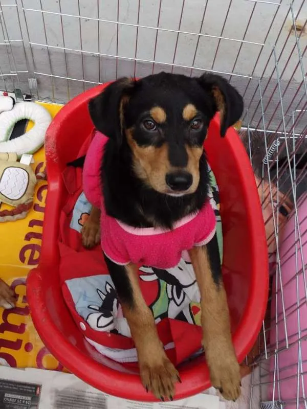 Cachorro ra a SRD idade 2 a 6 meses nome Liz