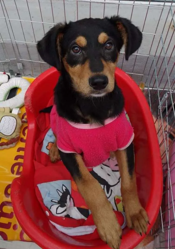 Cachorro ra a SRD idade 2 a 6 meses nome Liz