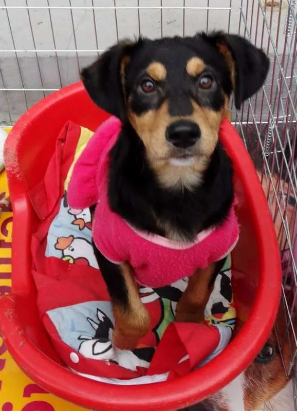 Cachorro ra a SRD idade 2 a 6 meses nome Liz