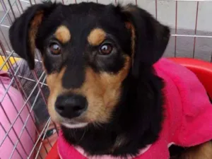 Cachorro raça SRD idade 2 a 6 meses nome Liz