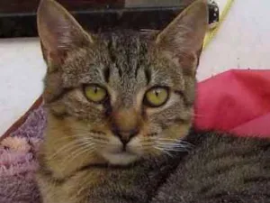 Gato raça SRD idade 2 a 6 meses nome Kevin