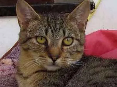 Gato ra a SRD idade 2 a 6 meses nome Kevin