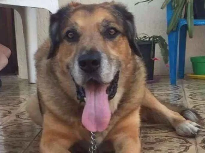 Cachorro ra a Misto de pastor alemão idade 6 ou mais anos nome MENINO