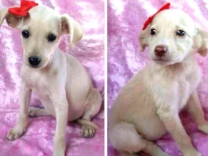 Cachorro raça SRD idade 2 a 6 meses nome Caramelos