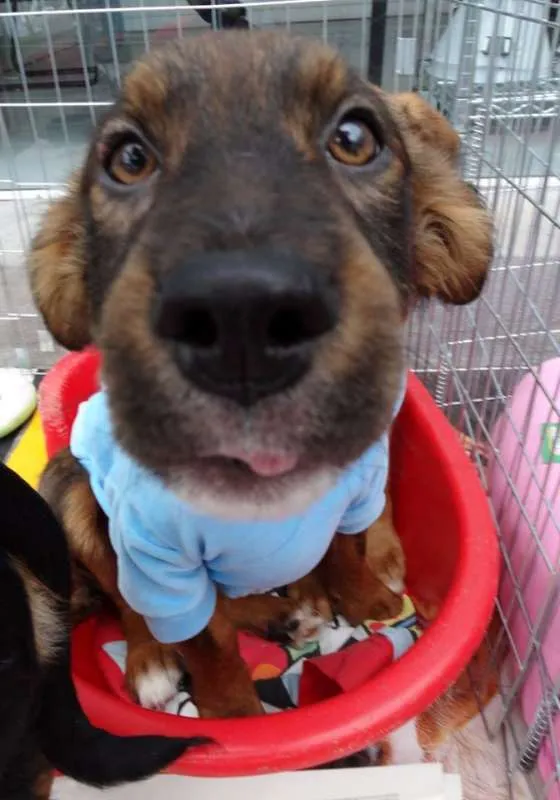 Cachorro ra a SRD idade 2 a 6 meses nome Banzé