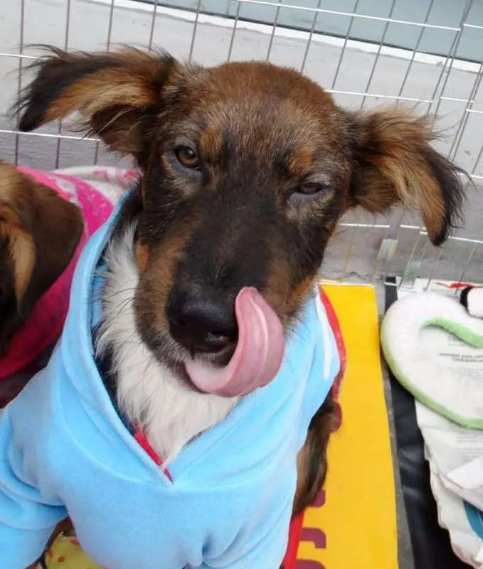 Cachorro ra a SRD idade 2 a 6 meses nome Banzé