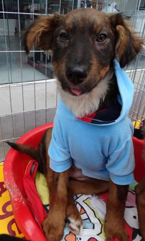 Cachorro ra a SRD idade 2 a 6 meses nome Banzé