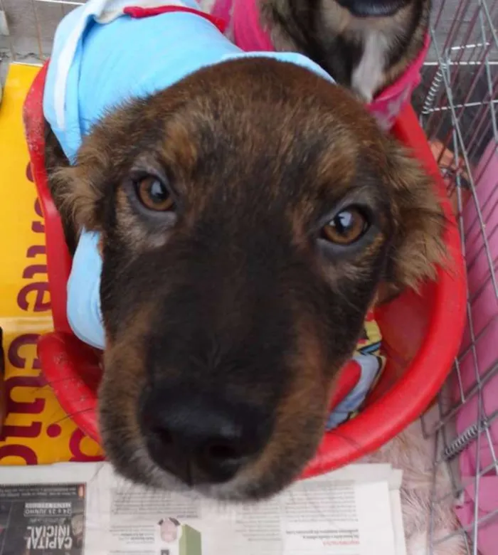 Cachorro ra a SRD idade 2 a 6 meses nome Banzé
