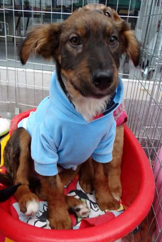 Cachorro ra a SRD idade 2 a 6 meses nome Banzé