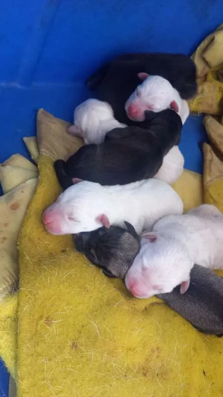 Cachorro ra a VIRA LATA idade Abaixo de 2 meses nome FILHOTES