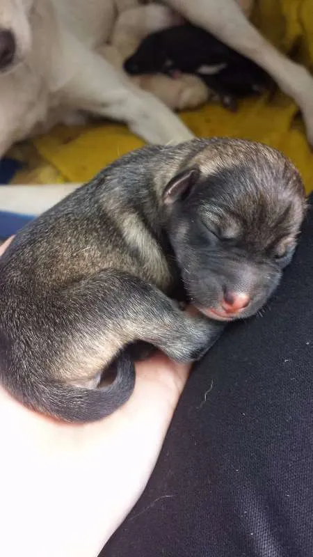 Cachorro ra a VIRA LATA idade Abaixo de 2 meses nome FILHOTES