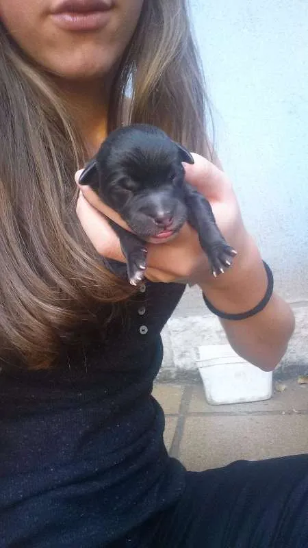 Cachorro ra a VIRA LATA idade Abaixo de 2 meses nome FILHOTES