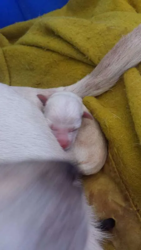 Cachorro ra a VIRA LATA idade Abaixo de 2 meses nome FILHOTES