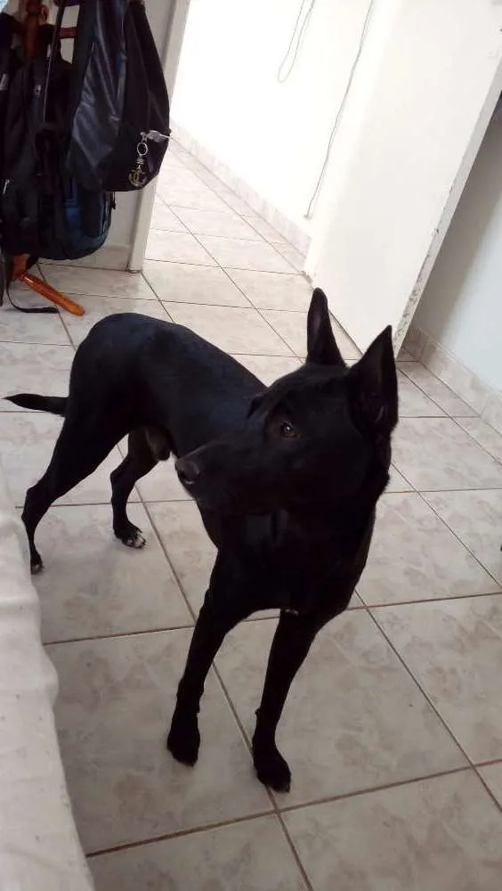 Cachorro ra a VIRA LATA idade 7 a 11 meses nome BOB