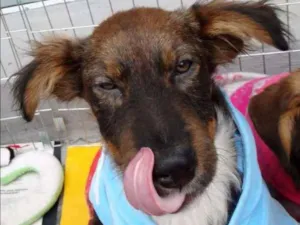 Cachorro raça SRD idade 2 a 6 meses nome Banzé