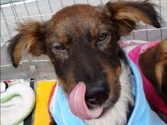 Cachorro ra a SRD idade 2 a 6 meses nome Banzé