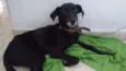 Negão