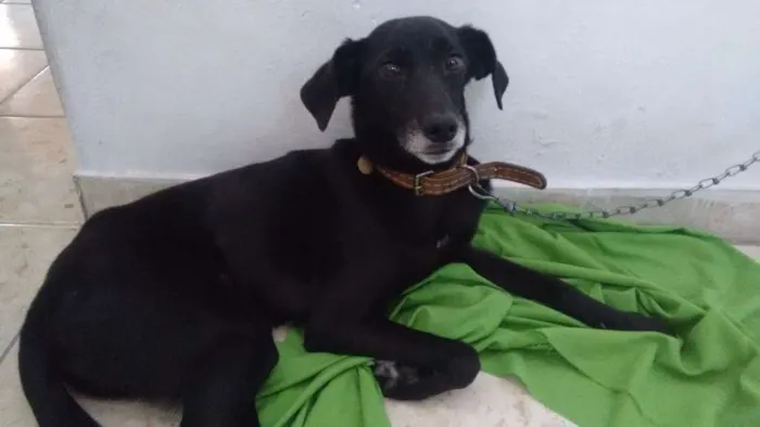Cachorro ra a Viralata idade 4 anos nome Negão
