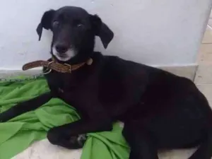 Cachorro raça Viralata idade 4 anos nome Negão