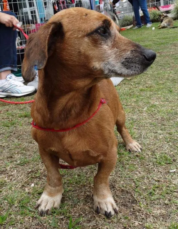 Cachorro ra a SRD idade 3 anos nome Arthur