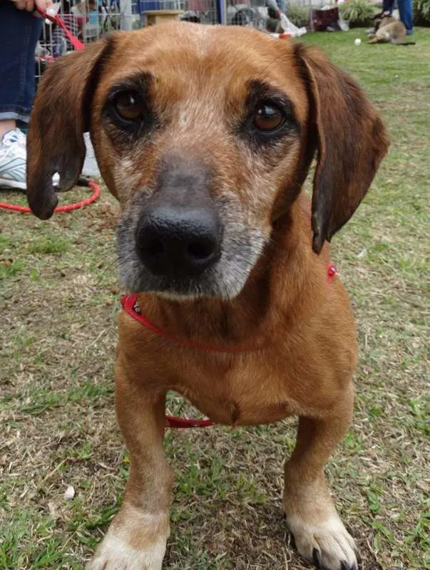 Cachorro ra a SRD idade 3 anos nome Arthur