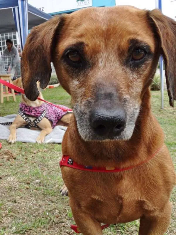 Cachorro ra a SRD idade 3 anos nome Arthur