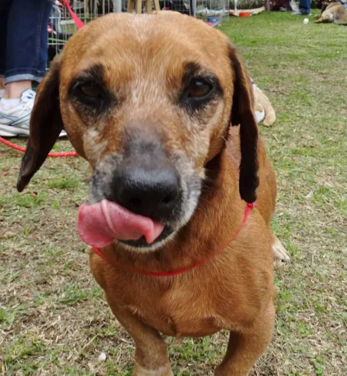 Cachorro ra a SRD idade 3 anos nome Arthur