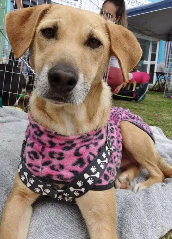 Cachorro ra a SRD idade 2 anos nome Serena